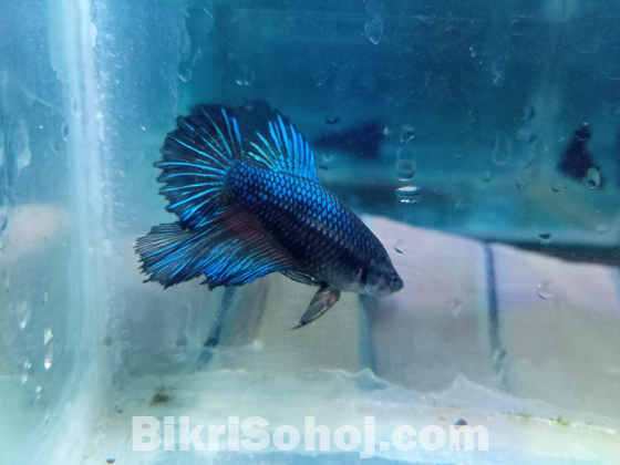 Fighter/Betta Fish